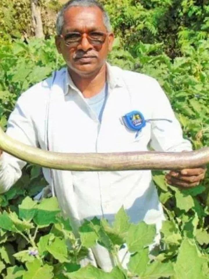 Meet the Chhattisgarh Farmer Growing Giant 1.7-Foot Brinjals