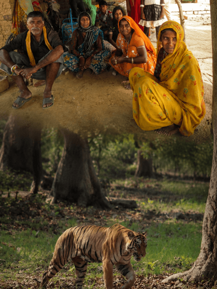 From Hunters to Guardians: How the Pardhi Tribe Helped Restore Wildlife in Panna