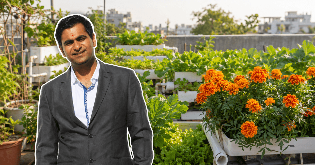 Engineer Uses Aquaponics On Terrace to Harvest 500 Kg Veggies/Month