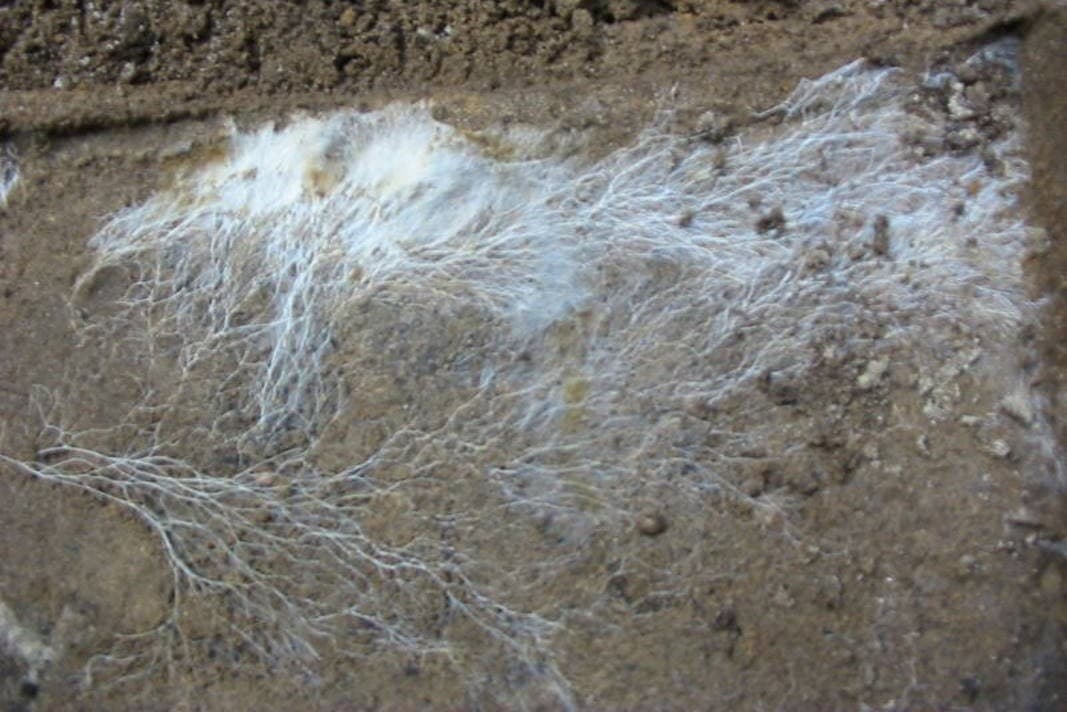 Scientists Map Underground Fungal Networks and Find They Cover 62 Quadrillion Miles
