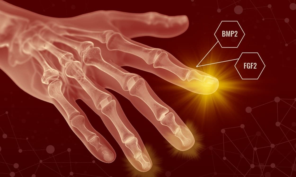 Humans May Have Always Been Able to Regenerate Body Parts–Scar Tissue Just Gets in the Way