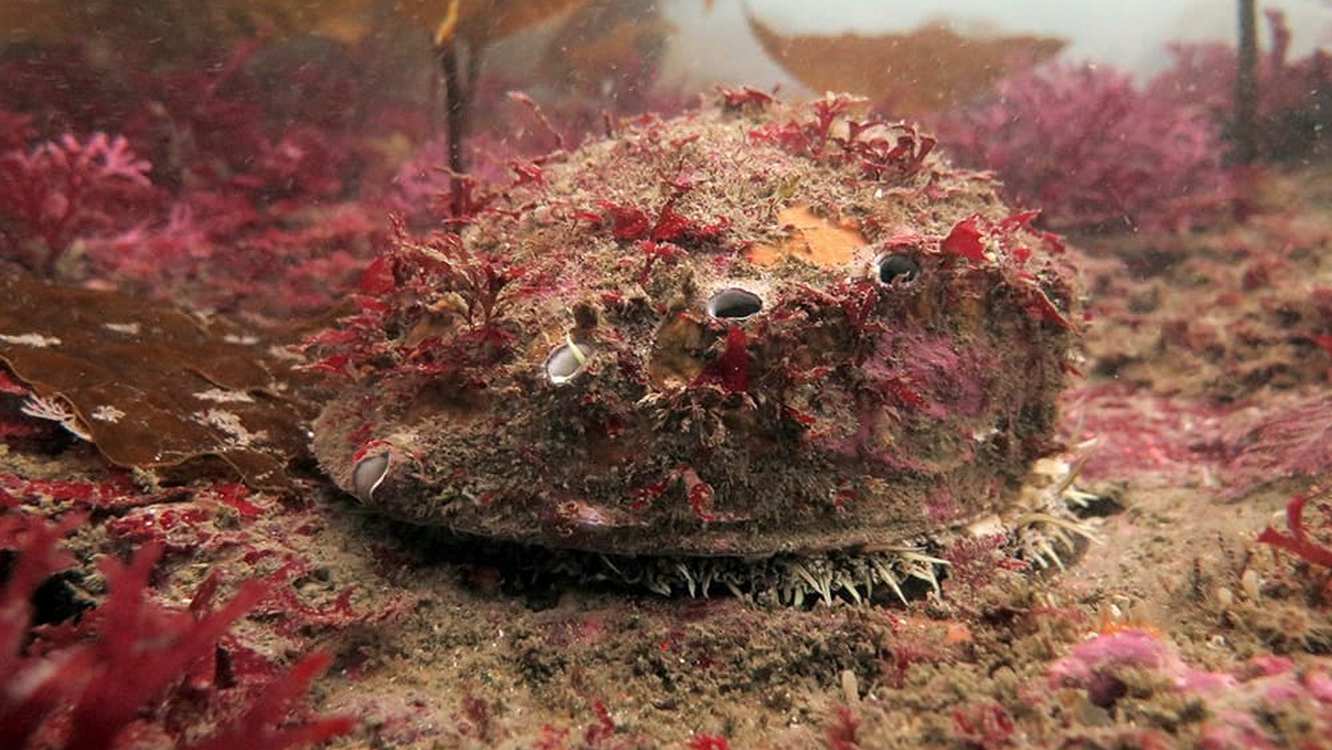 First Live White Abalone Found in 5 Years During Channel Islands Survey Sparks Hope for Recovery