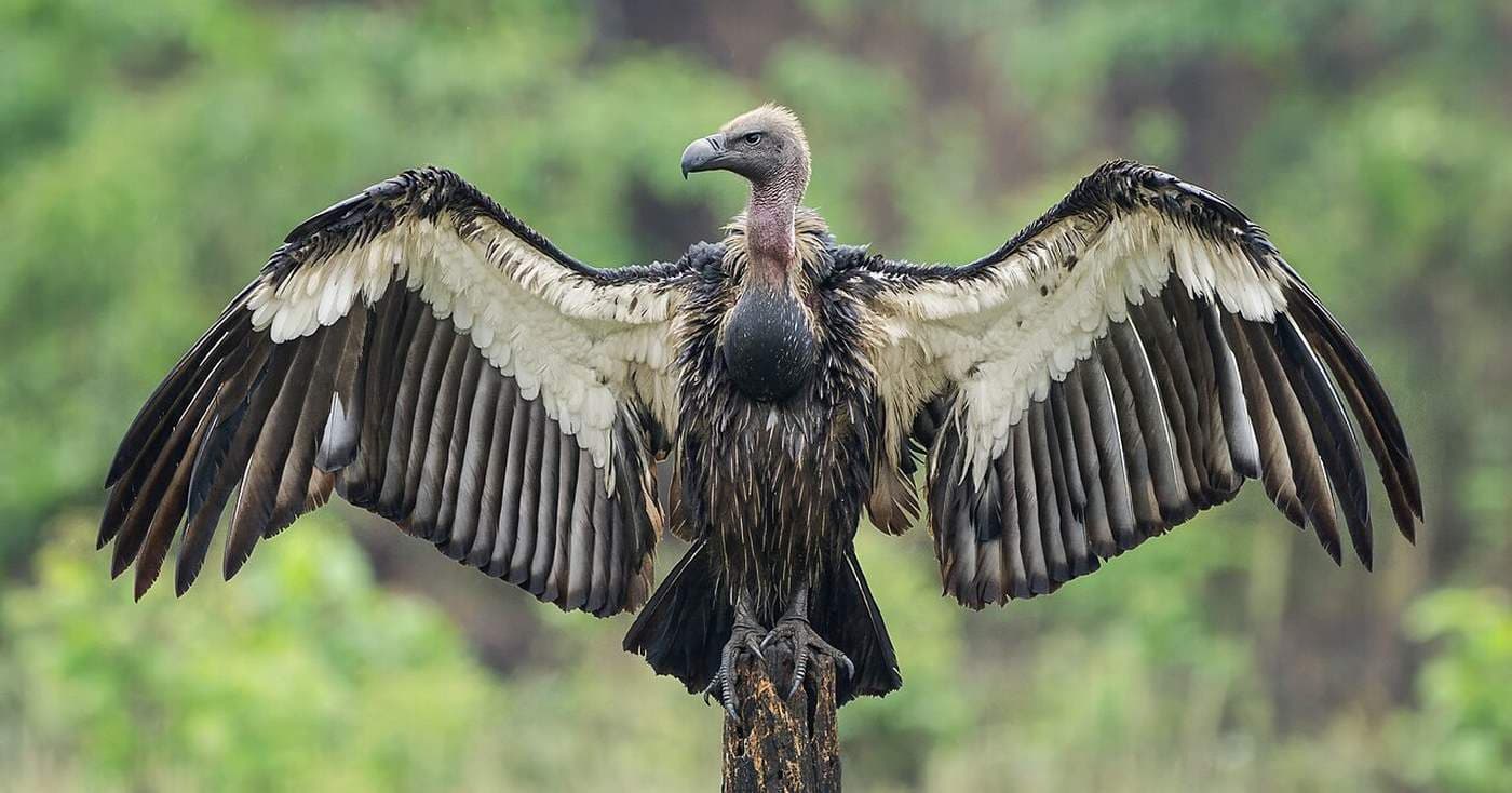 Critically Endangered White-Rumped Vulture Returns to Cambodia Refuge After Years of Effort