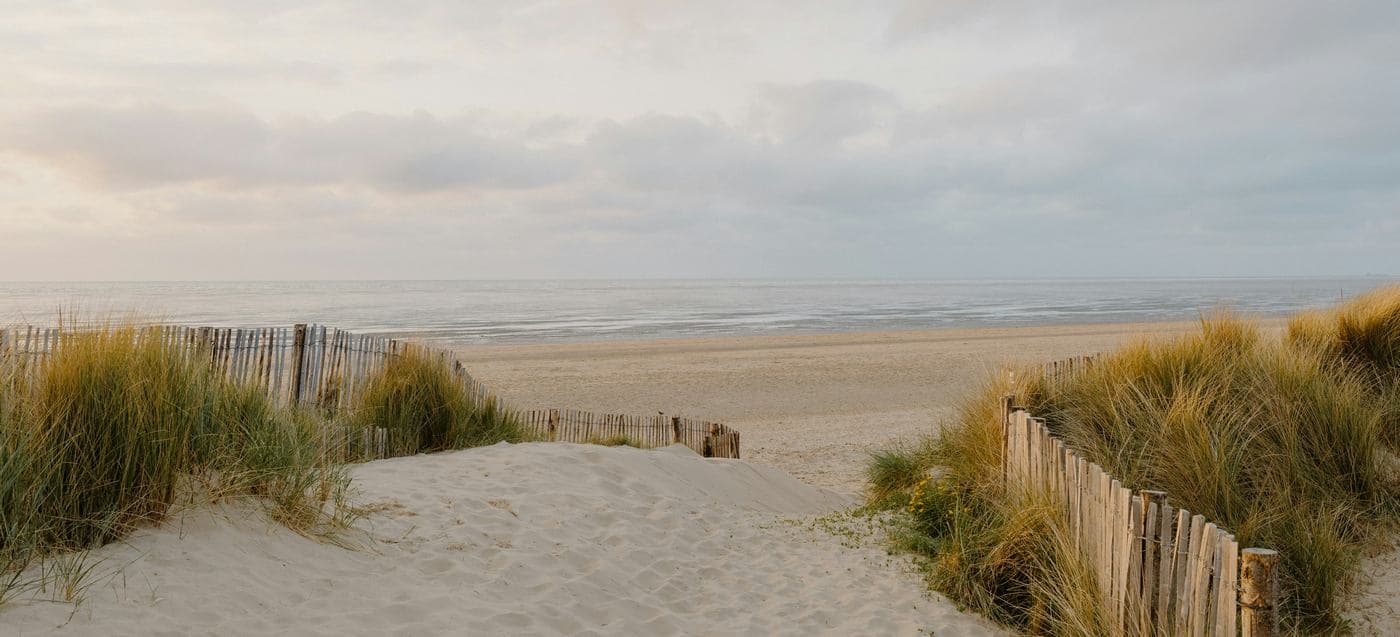 8 Acres of Rewilding Completed Along Santa Monica Coastline: ‘It’s Still Your Beach, Only Better’