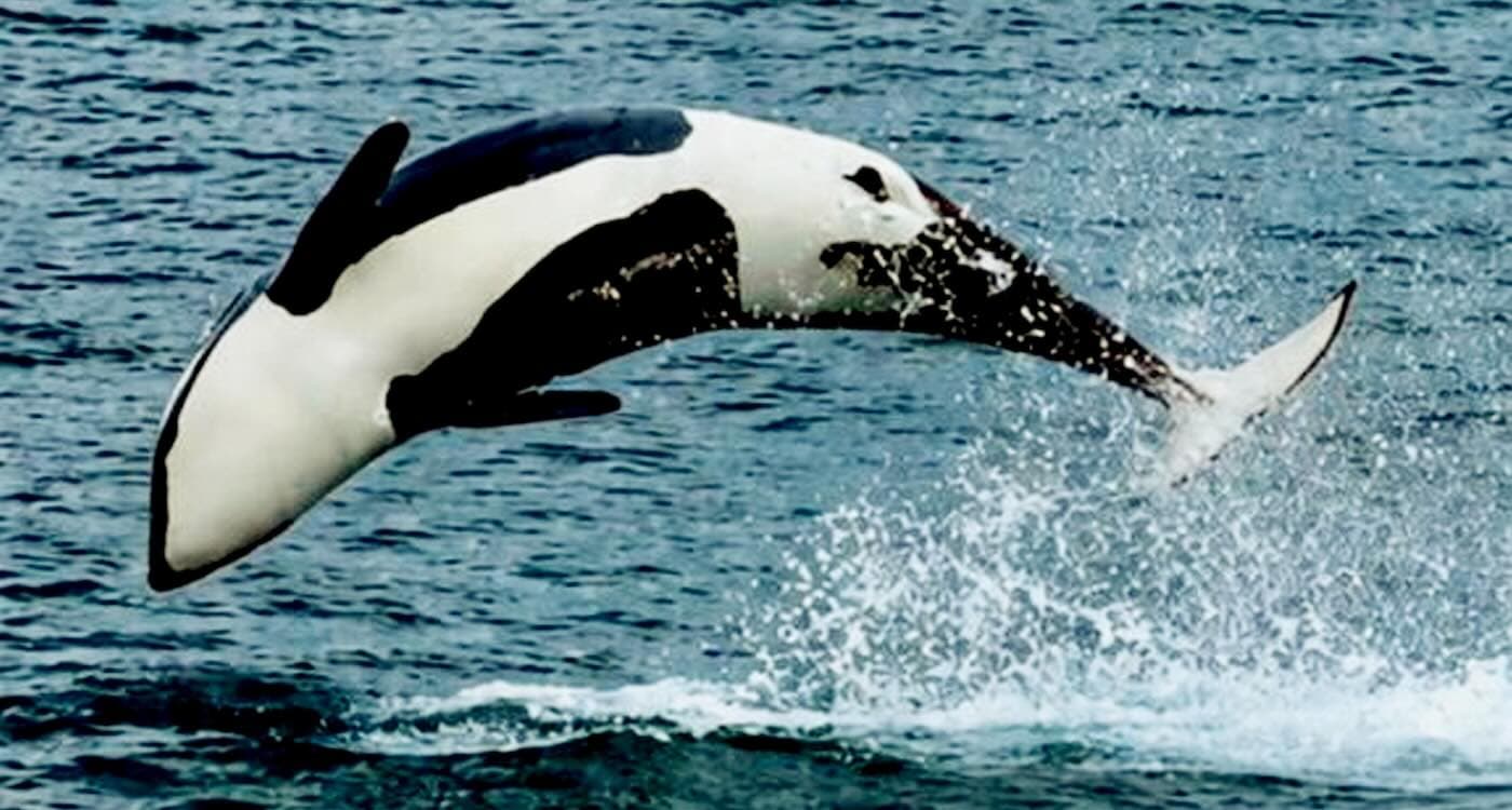 Orcas Returning to UK Coast in Numbers Rarely Seen–With an Acrobatic Flip for Excited Tourists (Watch)