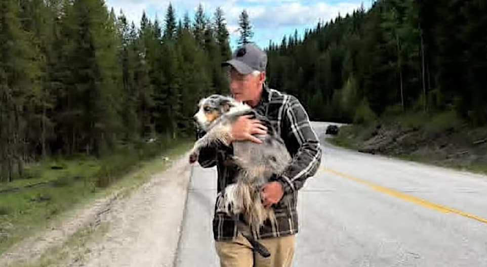 Community Spares No Effort to Reunite Lost Dog with Owner After Their Car Was Rolled in a Crash