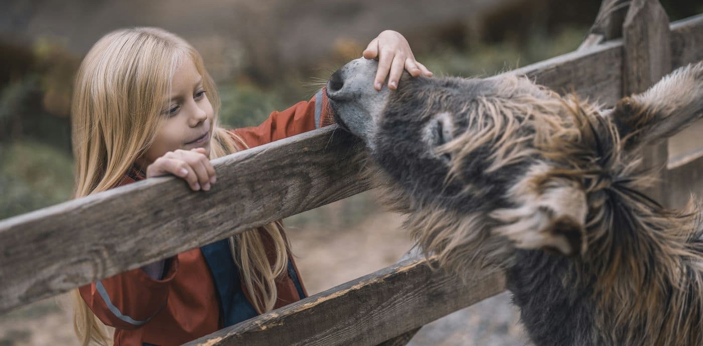Therapy Donkeys Prove Such a Balm of Calm to Psychiatric Hospital That Organizers Look to Expand