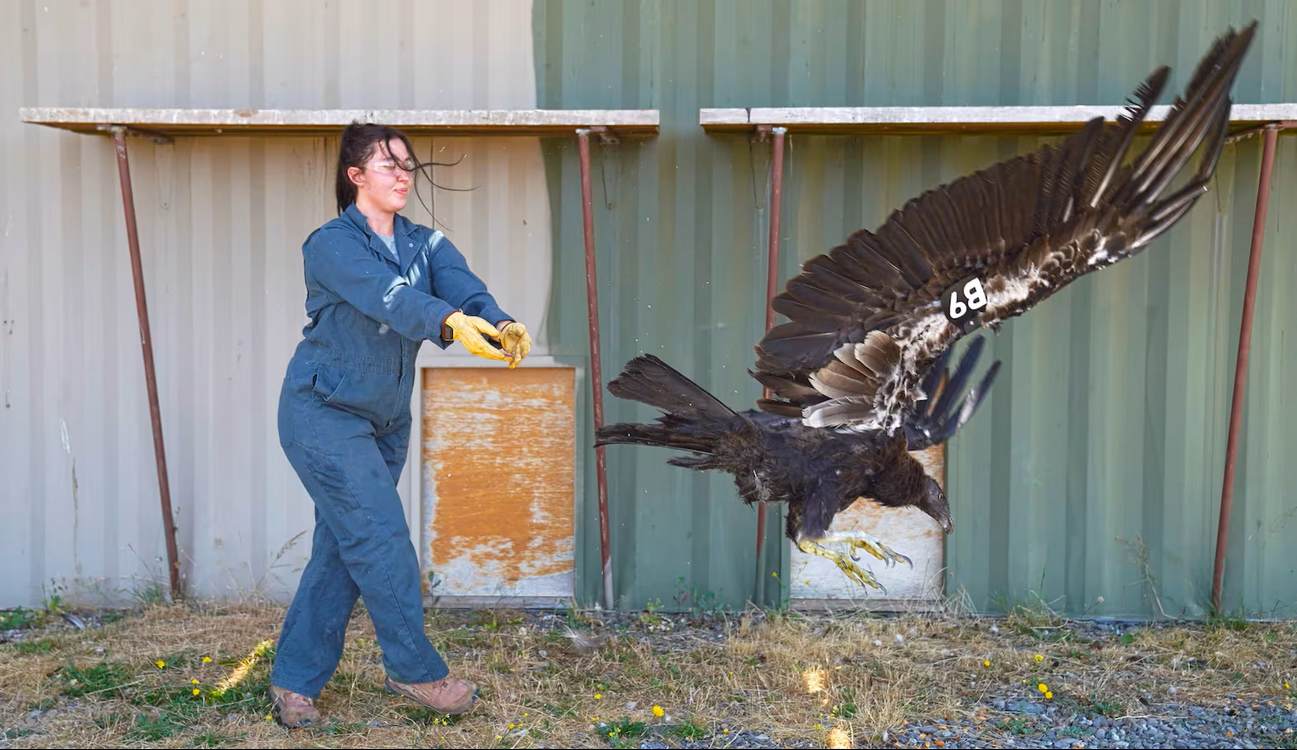 Endangered California Condor Flies into Oregon for the First Time in 122 Years