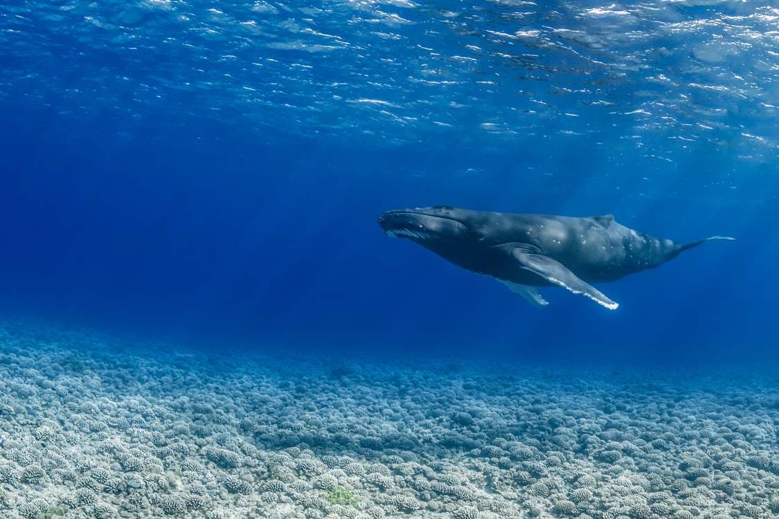 French Polynesia Protects Biodiverse Ocean Area Twice the Size of Arizona Teeming with Life