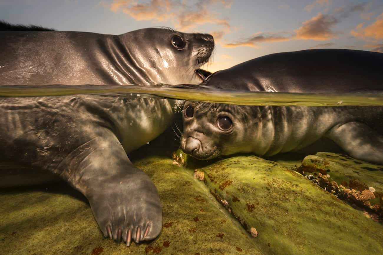 Gallery: Underwater Photographer of the Year 2026