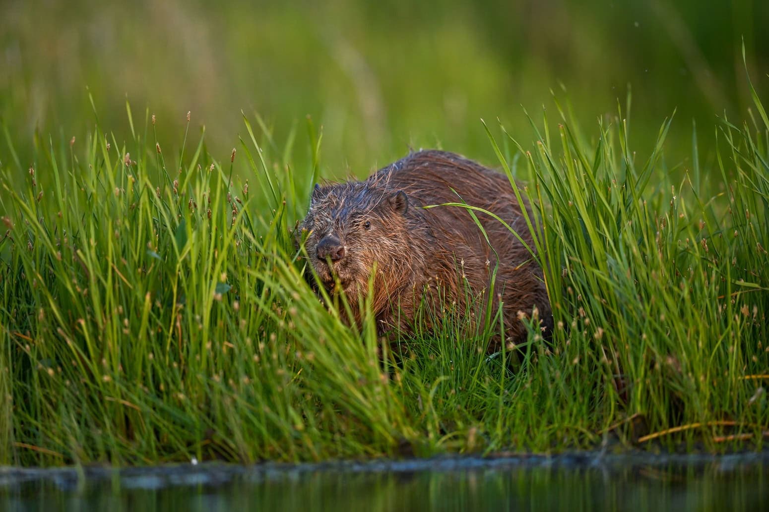 ‘Step aside, humans’: how beavers solved a flooding problem in west London